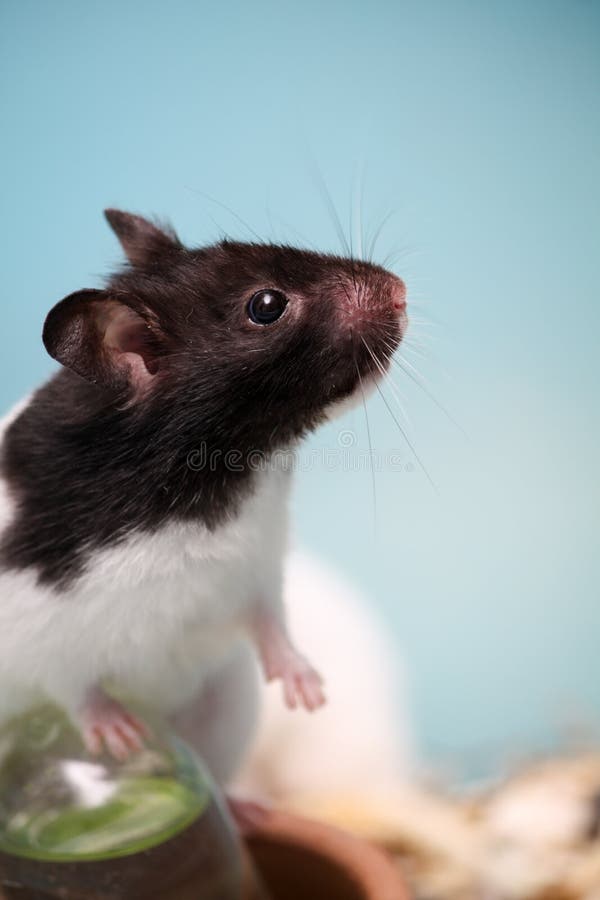 Hamster climb stock image. Image of humorous, animal 38912515