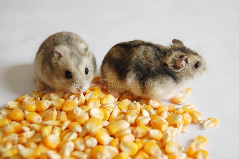 Hamster with corn stock image. Image of sneaking, gerbil 15514199