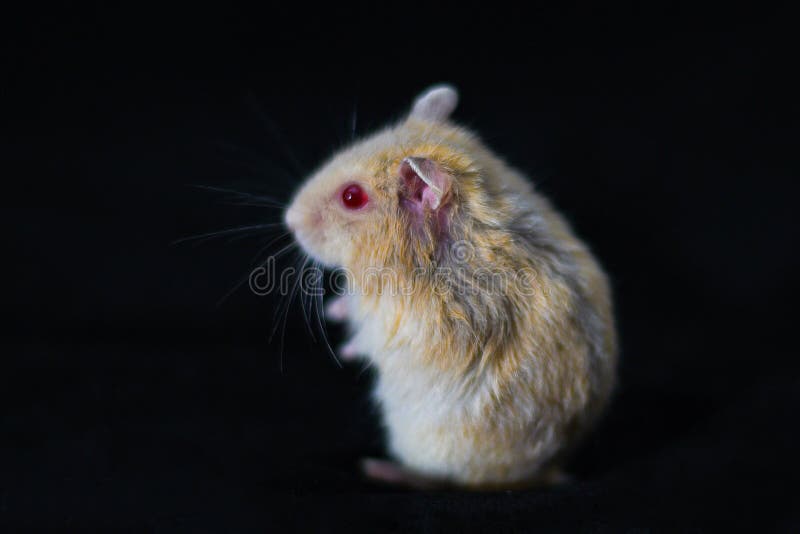 Hamster Cute Exotic Red-eyed Isolated on Black Background , Cute Funny  Syrian Hamster , Pet Health Care Stock Photo - Image of syrian, creature:  162454686