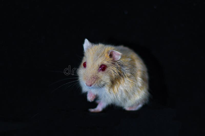 Hamster Cute Exotic Red-eyed Isolated on Black Background , Cute Funny Syrian Hamster , Pet Health Care Stock Photo - Image of macro, dzungarian: 193344226 Hamster Cute Exotic Red-eyed Isolated on Black Background , Cute Funny Syrian Hamster , Pet Health Care Stock Photo - Image of macro, dzungarian: 193344226