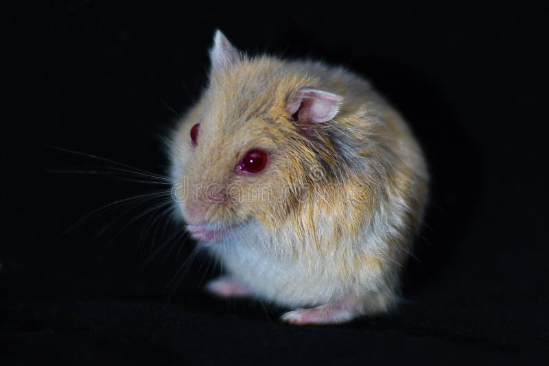 Hamster Cute Exotic Red-eyed Isolated on Black Background , Cute Funny  Syrian Hamster , Pet Health Care Stock Photo - Image of hair, little:  159489340