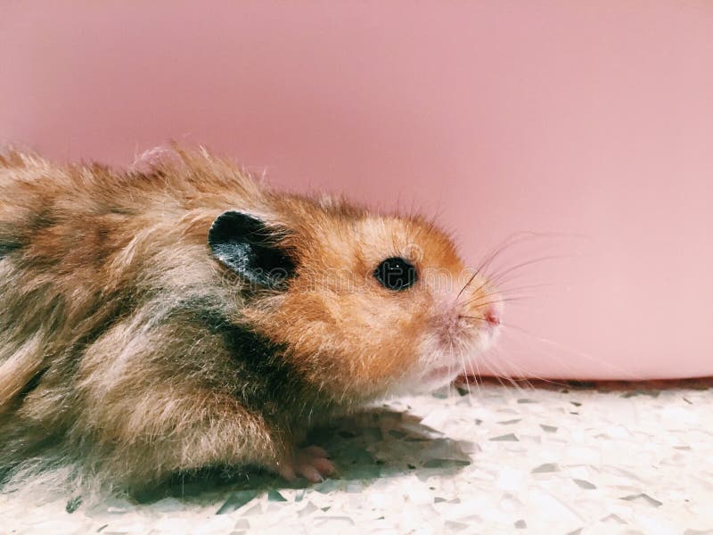 Man Holding A Tiny Beautiful Hamster Stock Photo - Download Image