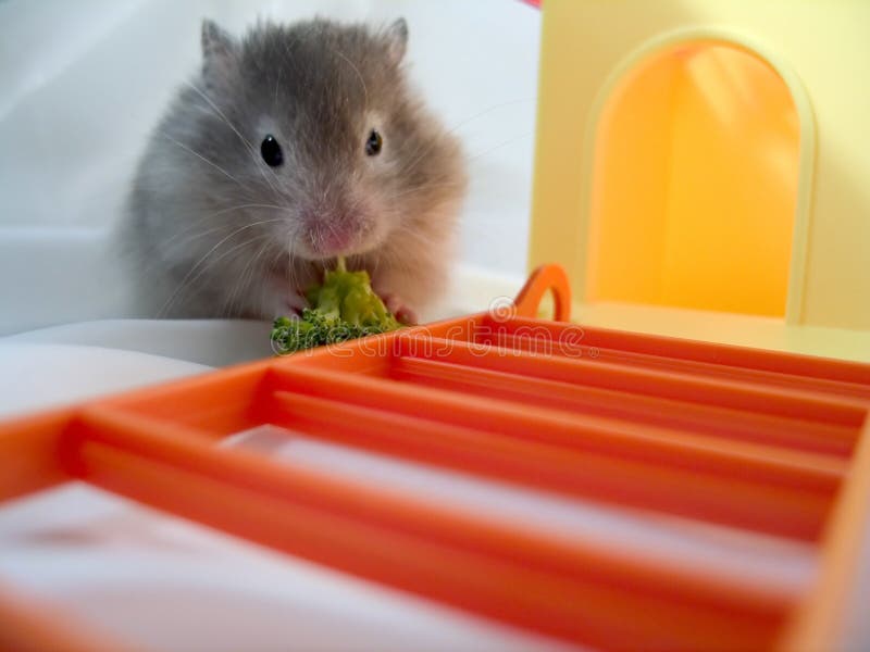 Download Hamster die Brocolli eet stock afbeelding. Afbeelding bestaande uit vingers - 26473