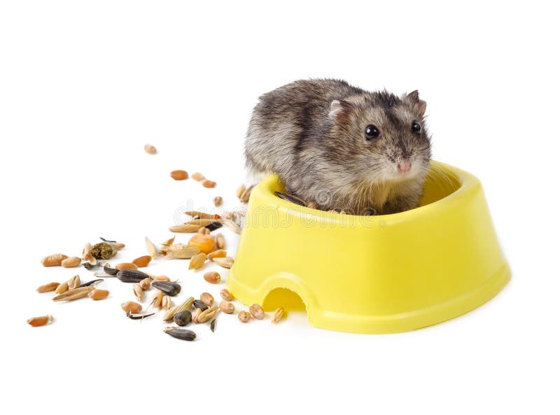Hamster do anão na bacia amarela imagens de stock Hamster do anão na bacia amarela imagens de stock