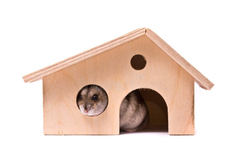 Hamster do anão na casa fotografia de stock royalty free Hamster do anão na casa fotografia de stock royalty free