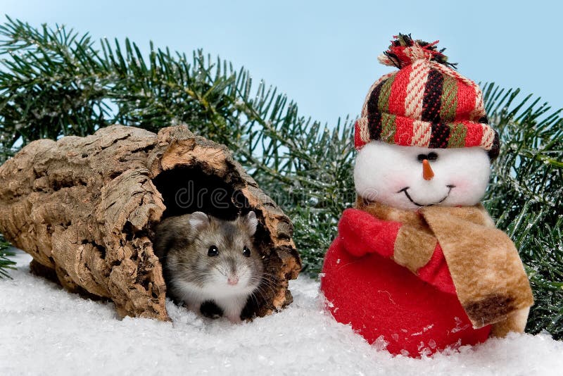 Hamster do Natal foto de stock royalty free Hamster do Natal foto de stock royalty free