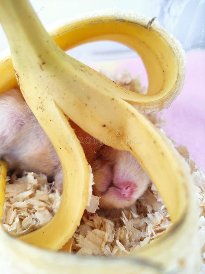 Hamster Eat Banana and Lie Under Banana Stock Image Image of easter