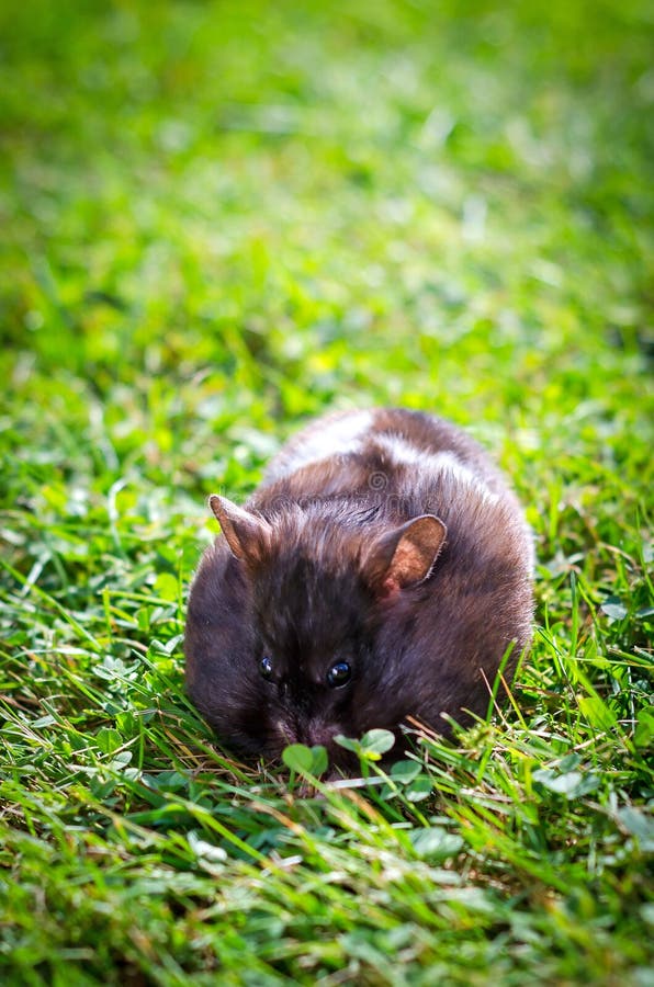 Hamster eating grass stock image. Image of meal, closeup 44797287
