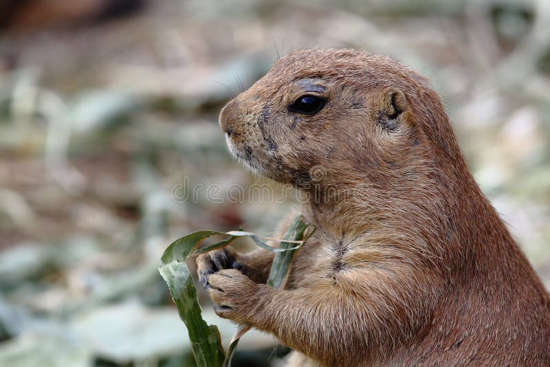 Hamster Eating His Food Picture. Image 15329559