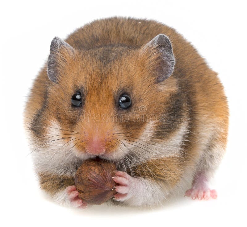 Hamster eating a nut royalty free stock photos Hamster eating a nut royalty free stock photos