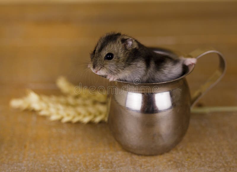Hamster in een glasbeker op een houten oppervlakte met tarwestelen royalty-vrije stock afbeeldingen Hamster in een glasbeker op een houten oppervlakte met tarwestelen royalty-vrije stock afbeeldingen
