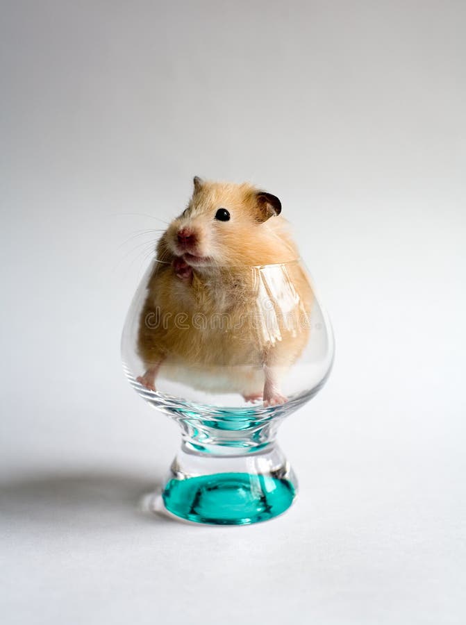 Broers en zussen af hebben chirurg Hamster in the glass stock photo. Image of golden, little - 792116