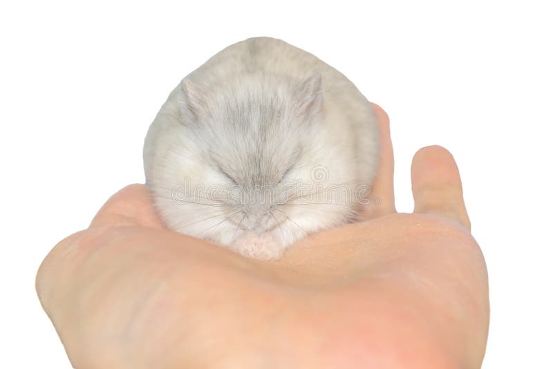 361 Eyes Looking Closeup Hamster Stock Photos Free & RoyaltyFree