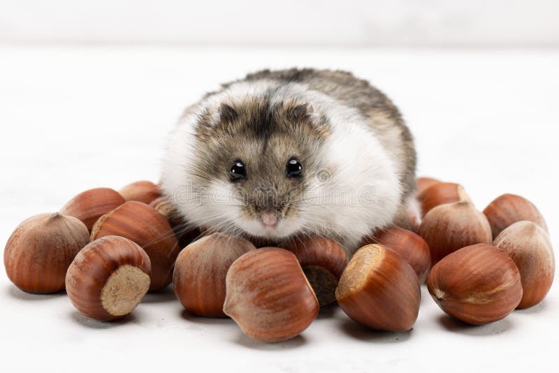 hamster nut