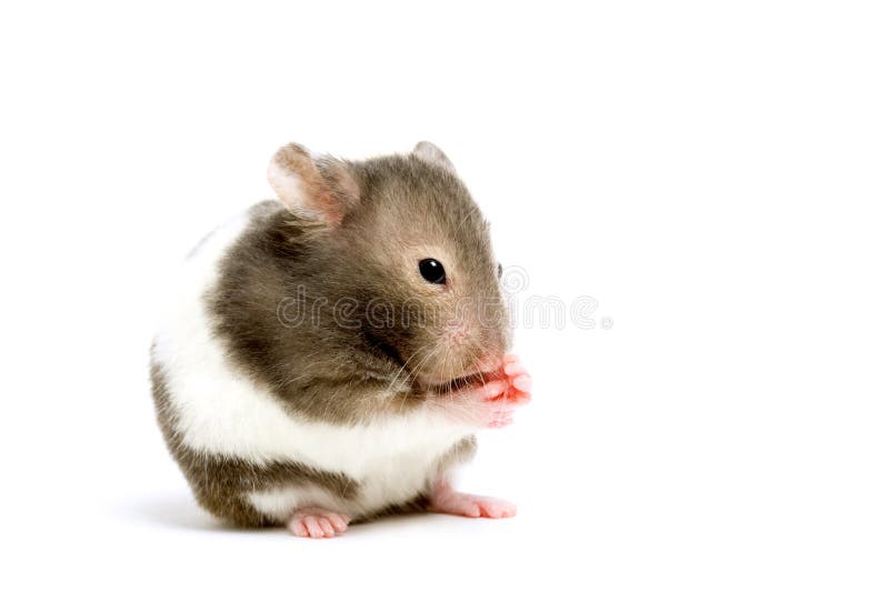 Hamster isolated on white stock photo