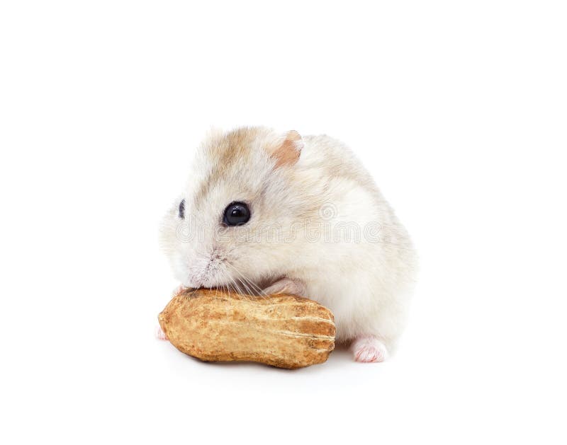 hamster peanut