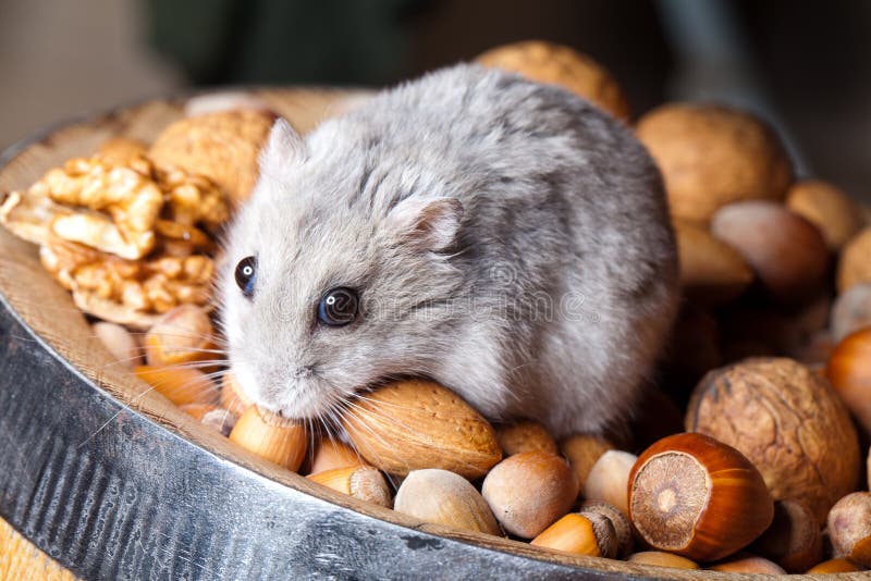 Hamster and nuts stock photo. Image of hazelnuts, greedy 25538860