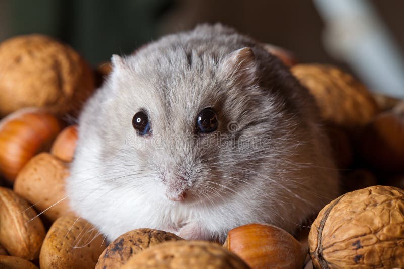 Hamster and nuts stock image. Image of cuddly, nuts, detail 25538903