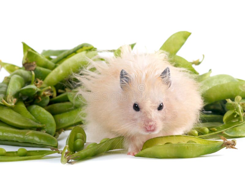 Hamster And Peas Picture. Image 5508003