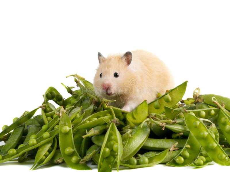 Fluffy hamster sitting on a pile of peas isolated on white. Fluffy hamster sitting on a pile of peas isolated on white