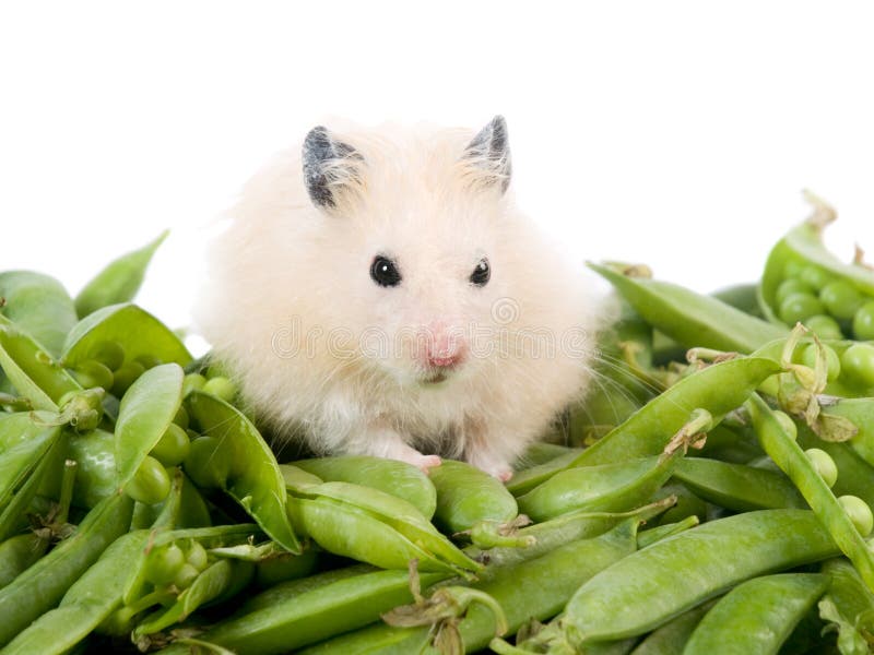 Fluffy hamster sitting on a pile of peas isolated on white. Fluffy hamster sitting on a pile of peas isolated on white