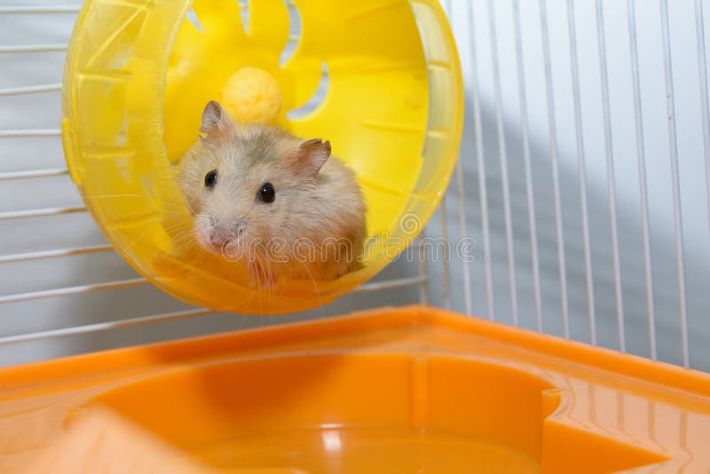 Hamster playing toy stock photo. Image of pest, curious 65515838