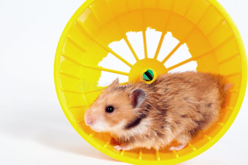Hamster Running in the Running Wheel Stock Photo Image of surprise