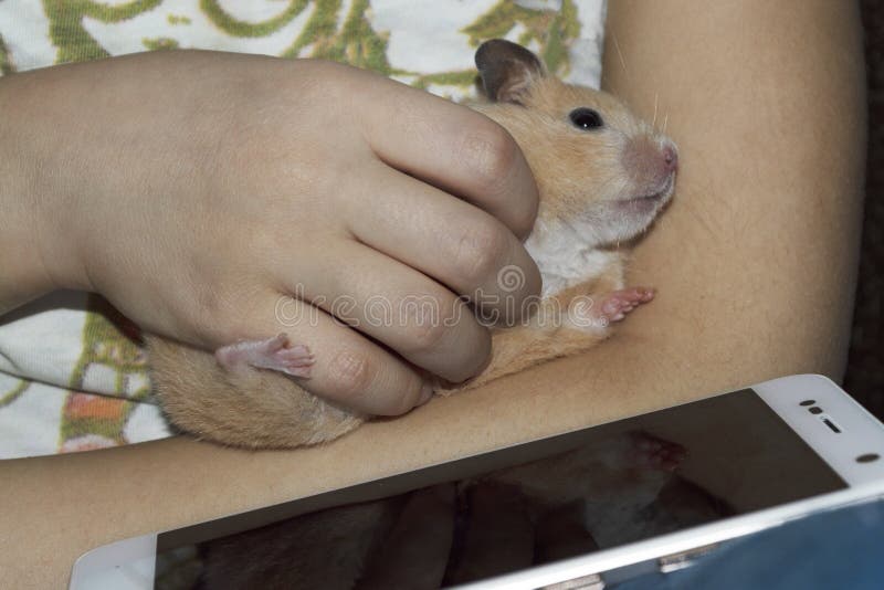 Hamster schläft in den Armen lizenzfreie stockfotos Hamster schläft in den Armen lizenzfreie stockfotos