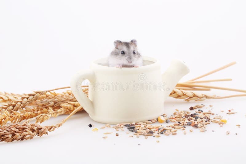 The Hamster Sits in a White Teapot in an Environment of Ears on Stock