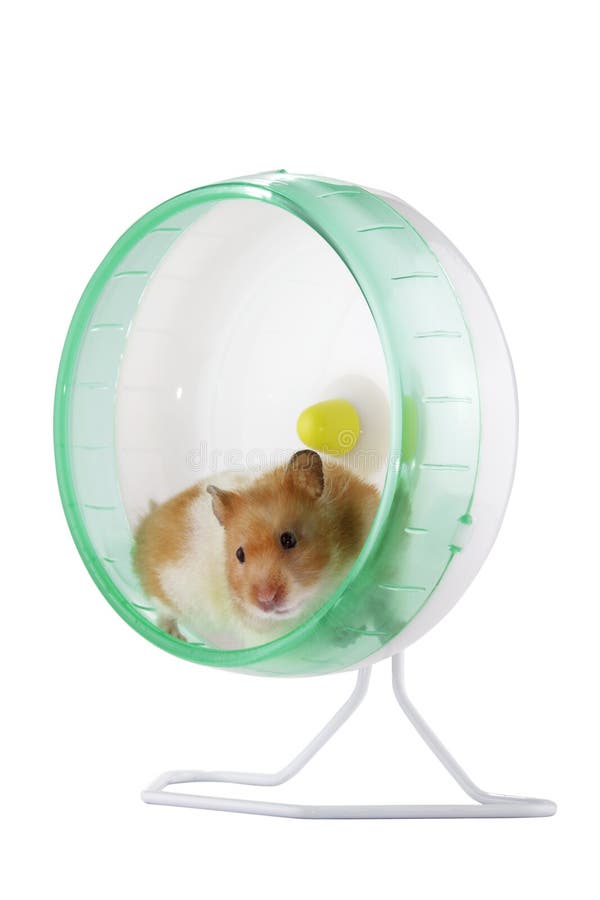 Hamster in a wheel stock photo. Image of rodent, rolling 5329240