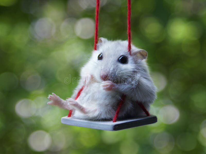 Hamster stock photos Hamster stock photos