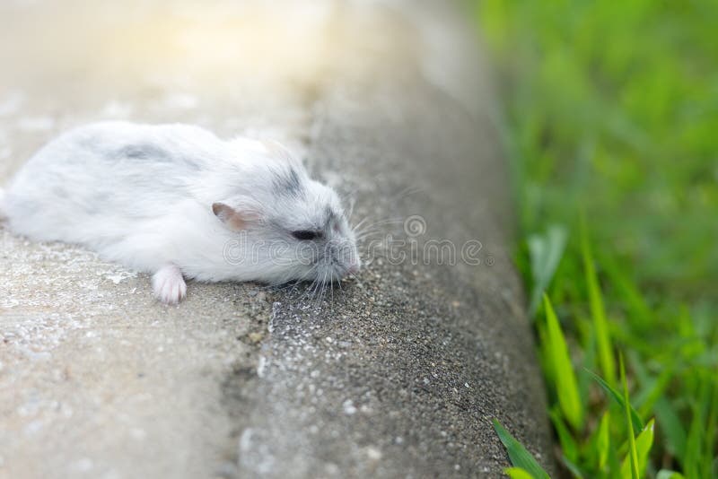 Hamster Winter White Sleping. Stock Image Image of life, love 101267947