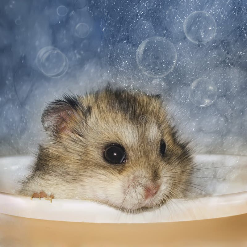 Hamsterbad royaltyfria foton Hamsterbad royaltyfria foton