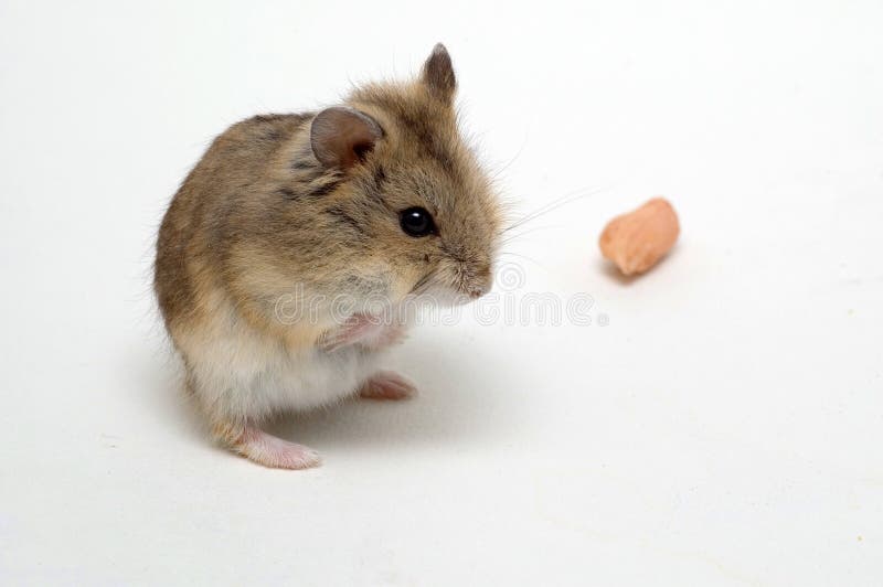 The hamsters eat peanuts stock image. Image of rodents 3740593
