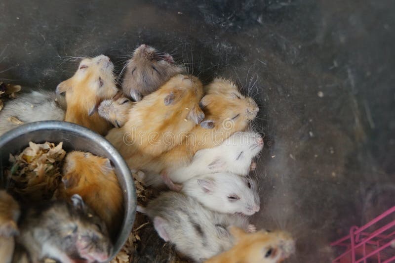 Hamsters sleeping in wheel stock image. Image of hamster 76941293