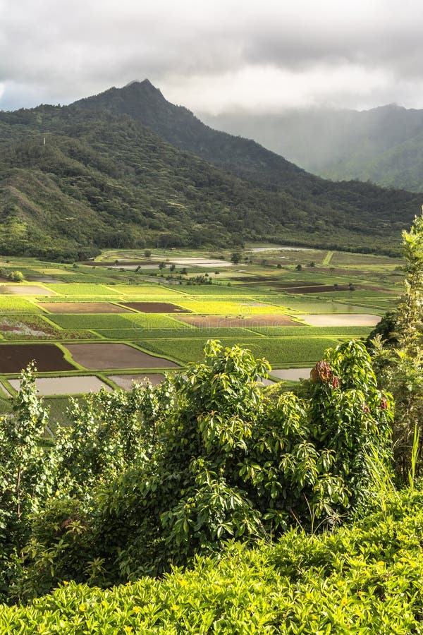 Hanalei Valley Lookout , Kauai, Hawaii Stock Image Image of green