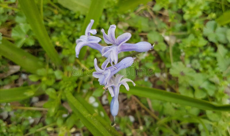 Hanami. Â  Violet flower and buds on spring ground like sakura stock image