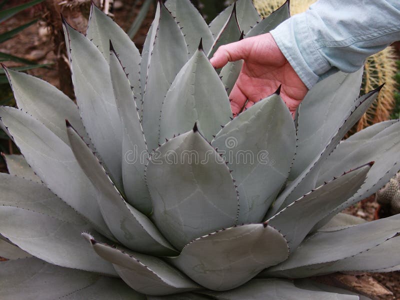 Hand reaching into the center of a thorny agave cactus. Concept photo or metaphor to represent caution, danger, discomfort, risk, nonsense or self inflicted pain. Hand reaching into the center of a thorny agave cactus. Concept photo or metaphor to represent caution, danger, discomfort, risk, nonsense or self inflicted pain.