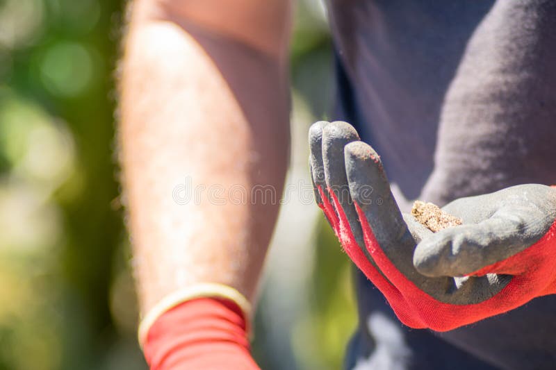 Hand of an archaeologist holding a piece of bone found in an archaeological excavation, selective focus stock photography