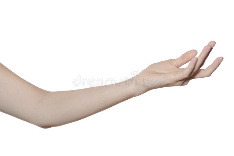Hand and Arm Isolated on White Stock Photo Image of isolated