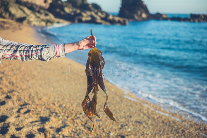 Hand av hållande havsväxt för kvinna på stranden royaltyfri bild Hand av hållande havsväxt för kvinna på stranden royaltyfri bild