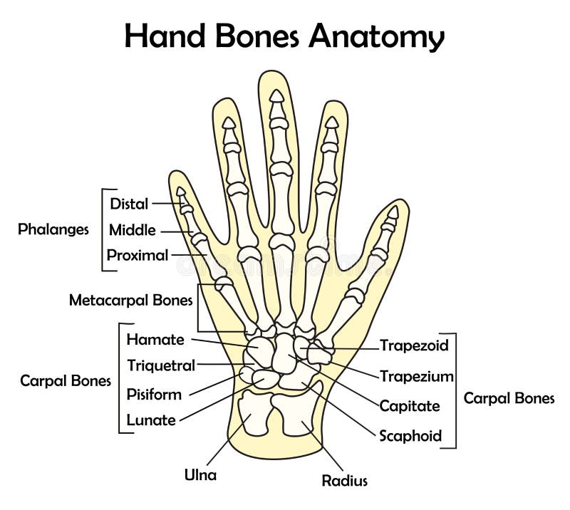Hand Bone Anatomy With Detail Vector Illustration Stock Vector