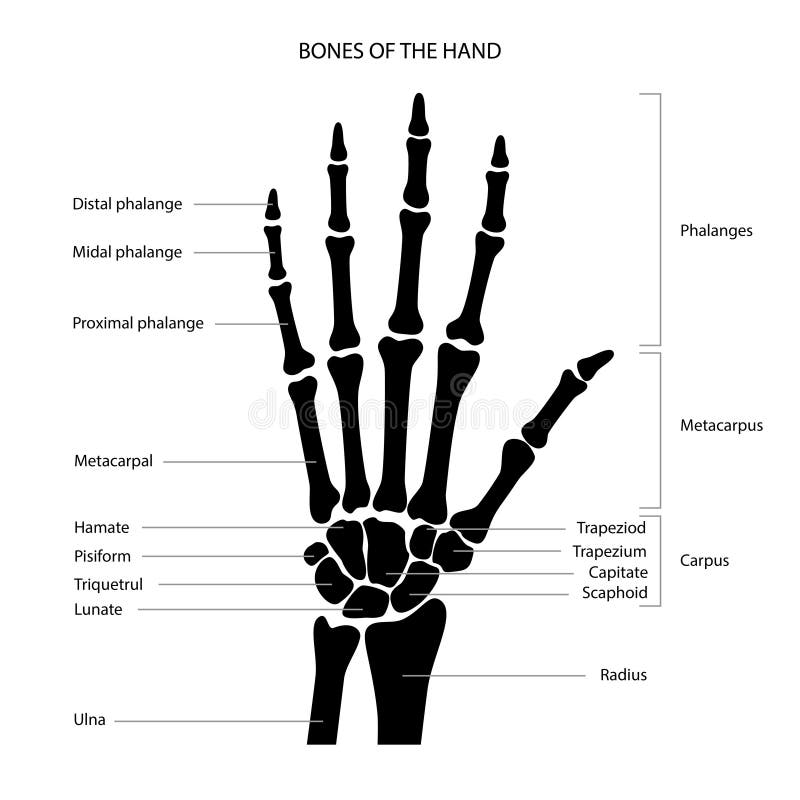 Hand Bone Anatomy Stock Vector Illustration Of Orthopedic 227430228