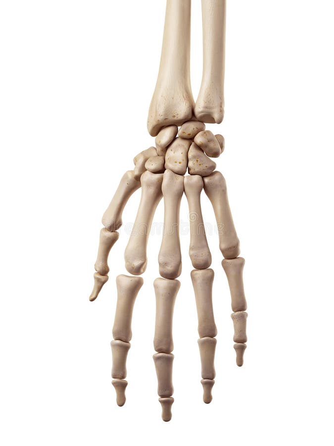 The hand bones stock illustration