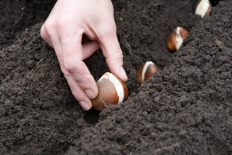 Hand with bulb of tulip stock images
