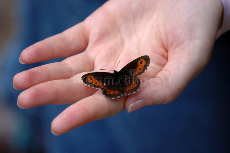 Hand and butterfly