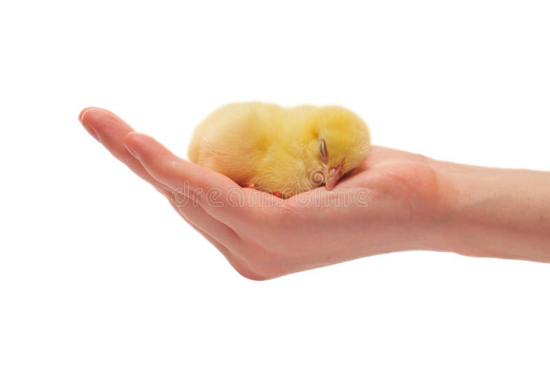 Hand and a chicken