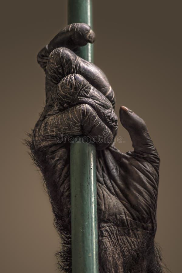 chimpanzee hand reaching chimpanzee hand reaching