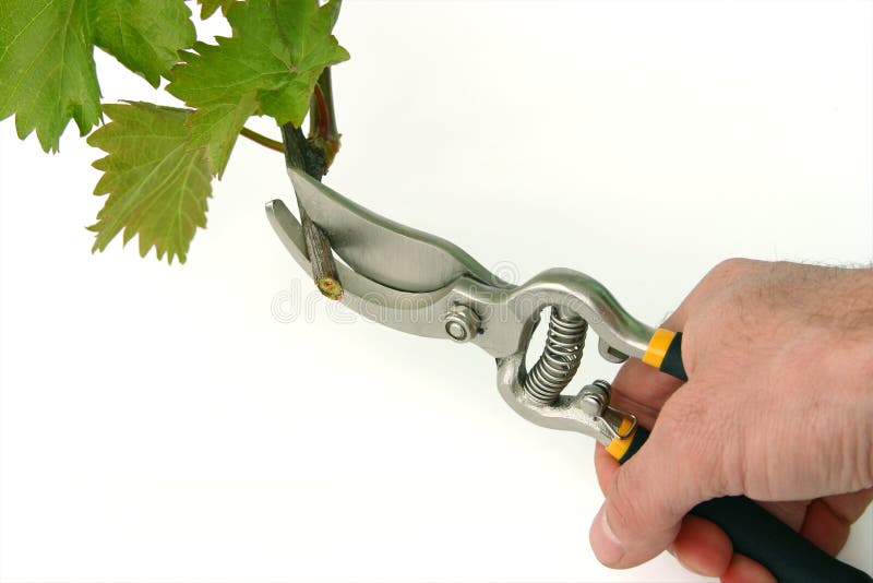 Hand with clippers and vine cutting