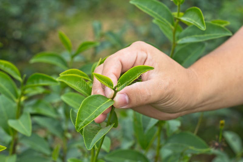 Hand Collecting a Fresh Tea Leaf Stock Image Image of pick, teabag